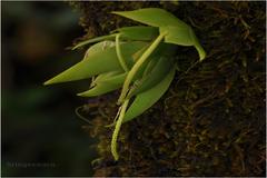 Oberonia recurva